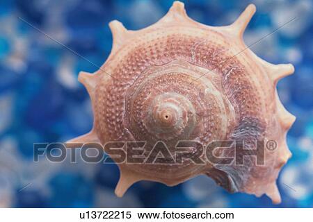 Stock Photography - Seashell. Fotosearch