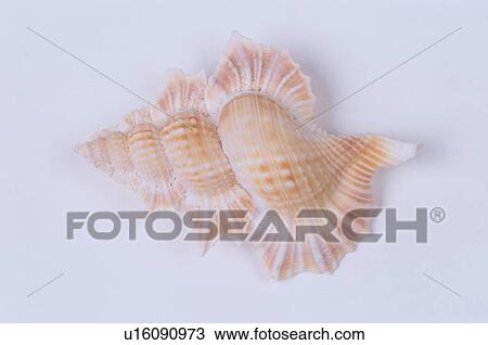 Seashell With Swirls View Large Photo Image Stock Image - Seashell With Swirls. Fotosearch