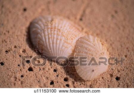 Seashells On Sand View Large Photo Image Stock Image - Seashells On Sand. Fotosearch
