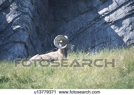 Stock Image - Sheep. Fotosearch