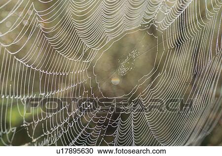 Spider Web View Large Photo Image Stock Image - Spider Web. Fotosearch