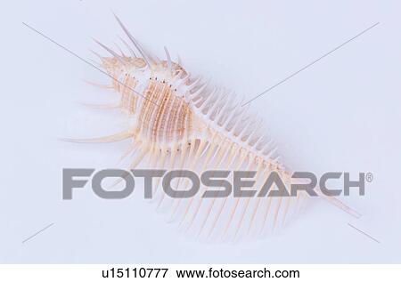 Stock Photo - Spiked Murex Shell. Fotosearch