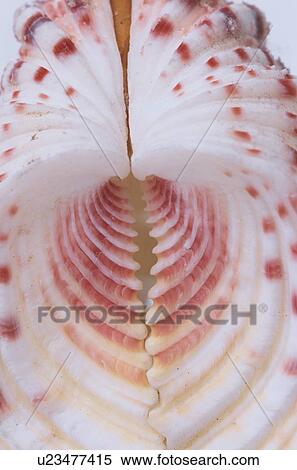 Symmetrical Seashell View Large Photo Image Stock Photography - Symmetrical Seashell. Fotosearch