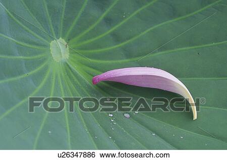 The Leaf And Petal Of A Lotus View Large Photo Image Stock Photograph - The Leaf And Petal Of A Lotus. Fotosearch
