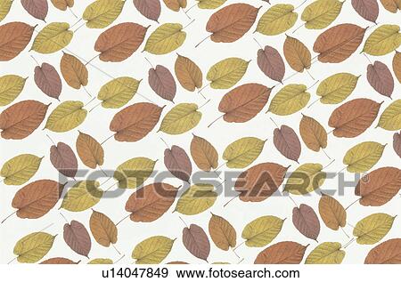 Stock Photo - The Sheet Of Autumn Leaves. Fotosearch