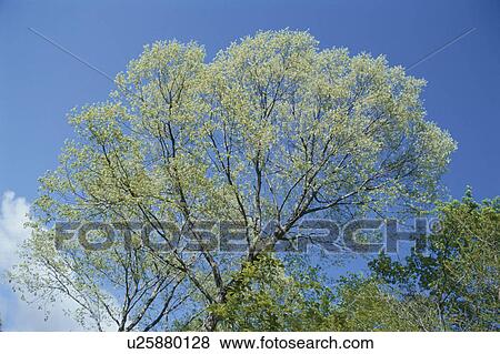 Tree View Large Photo Image Stock Photo - Tree. Fotosearch