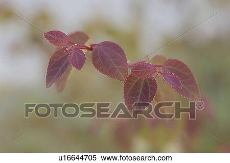 Tree View Large Photo Image Stock Photography - Tree. Fotosearch