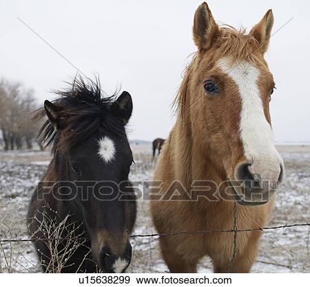 Two Horses View Large Photo Image Stock Photo - Two Horses. Fotosearch