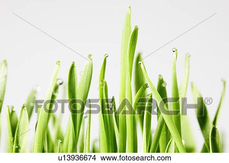 Picture - Water droplets on wheatgrass (close-up). Fotosearch