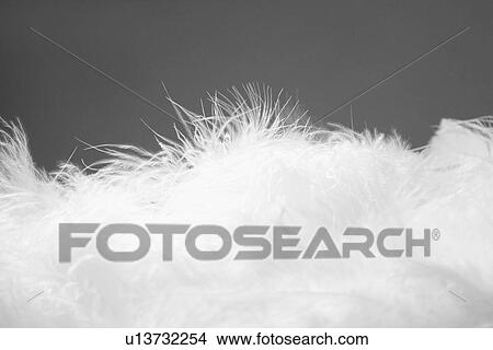 White feathers (close-up) View Large Photo Image Picture - White feathers (close-up). Fotosearch