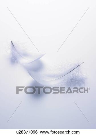 Stock Photograph - Wings. Fotosearch