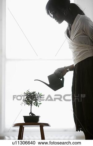 Woman watering bonsai tree View Large Photo Image Stock Image - Woman watering bonsai tree. Fotosearch