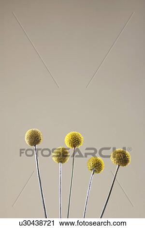 Stock Image - Yellow ball-shaped flowers. Fotosearch