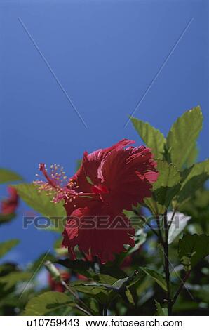 A Blue Sky And A Hibiscus View Large Photo Image Stock Image - A Blue Sky And A Hibiscus. Fotosearch