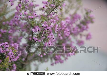 Stock Photography - A Pink Fruit. Fotosearch