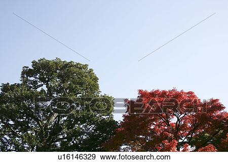 Autumn Leaves And The Sky View Large Photo Image Stock Photo - Autumn Leaves And The Sky. Fotosearch