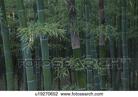 Bamboo Plants View Large Photo Image Stock Image - Bamboo Plants. Fotosearch