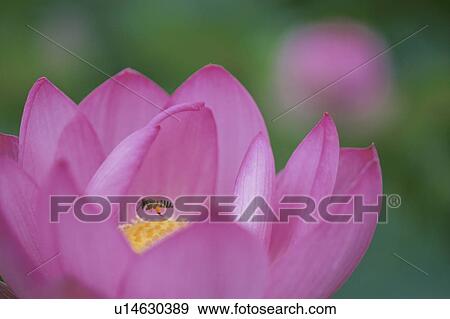 Stock Photo - Bee On Lotus Flower. Fotosearch