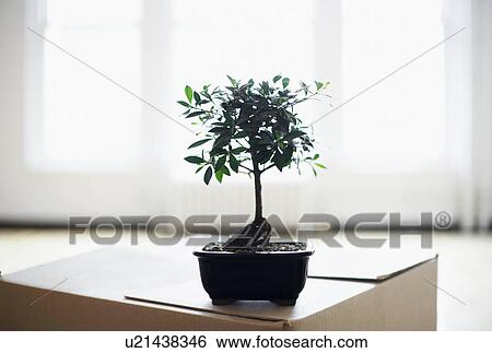 Bonsai tree on cardboard box View Large Photo Image Stock Photograph - Bonsai tree on cardboard box. Fotosearch