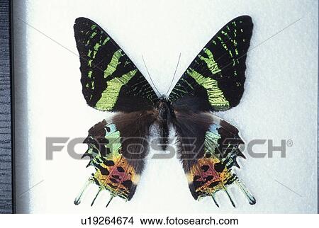 Butterfly View Large Photo Image Picture - Butterfly. Fotosearch
