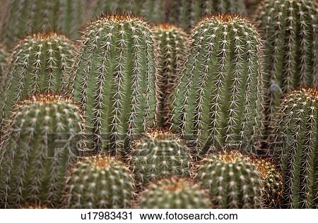 Cactuses View Large Photo Image Stock Image - Cactuses. Fotosearch