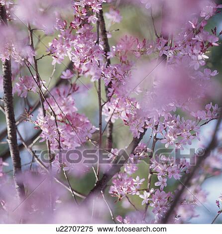 Stock Photography - Cherry Blossom On Branches. Fotosearch