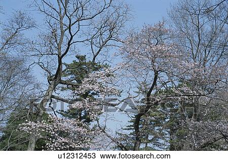 Stock Image - Cherry Tree. Fotosearch