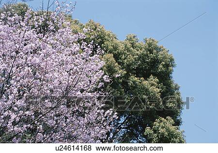 Stock Photo - Cherry Tree. Fotosearch