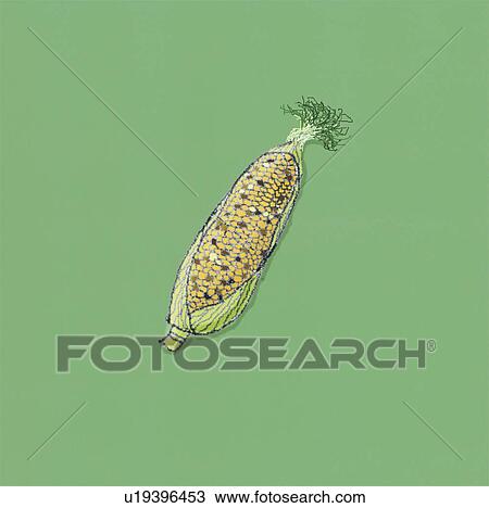 Corn View Large Photo Image Stock Image - Corn. Fotosearch
