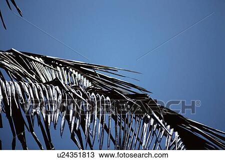 Dried Leaves Of Coconut Palm View Large Photo Image Stock Image - Dried Leaves Of Coconut Palm. Fotosearch