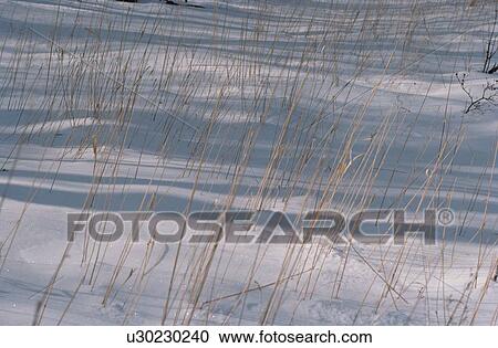 Dry Stems In Snow View Large Photo Image Stock Image - Dry Stems In Snow. Fotosearch
