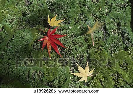 Stock Photography - Fallen Maple Leaves. Fotosearch