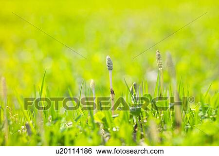 Field Horsetail View Large Photo Image Stock Photograph - Field Horsetail. Fotosearch