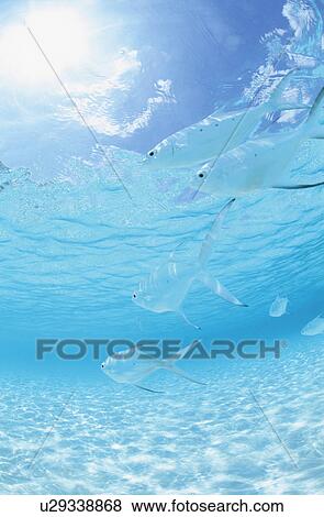 Stock Photo - Fish. Fotosearch
