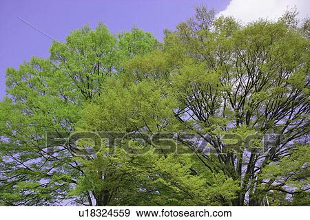 Stock Photo - Fresh Green And A Blue Sky. Fotosearch