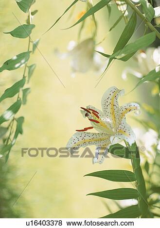Golden-Rayed Lily View Large Photo Image Stock Photo - Golden-Rayed Lily. Fotosearch