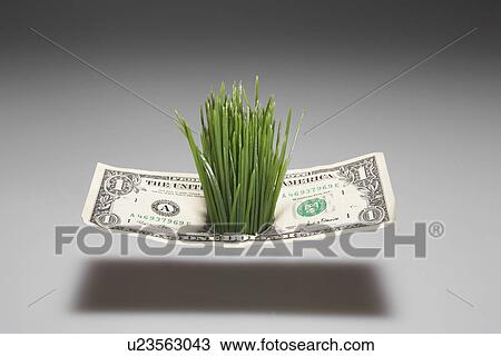 Grass Growing Through One Dollar Bill View Large Photo Image Stock Image - Grass Growing Through One Dollar Bill. Fotosearch