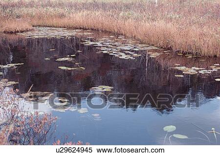 Stock Photography - Grasses Near Lotus Pond. Fotosearch