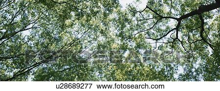 Stock Photo - Grove. Fotosearch