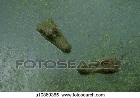 Heads Of Crocodiles On Surface View Large Photo Image Stock Photography - Heads Of Crocodiles On Surface. Fotosearch