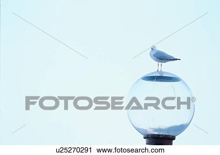 Herring Gull On Lamppost View Large Photo Image Stock Image - Herring Gull On Lamppost. Fotosearch