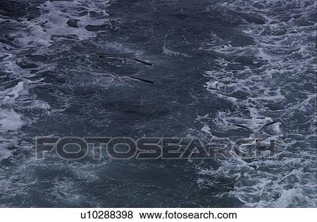 Stock Photo - Herring Gulls Above Water. Fotosearch