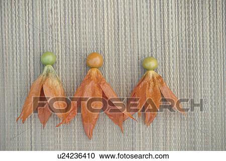 Japanese Lantern Plant View Large Photo Image Stock Image - Japanese Lantern Plant. Fotosearch