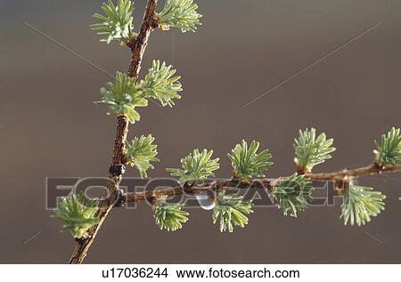Picture - Japanese Larch. Fotosearch