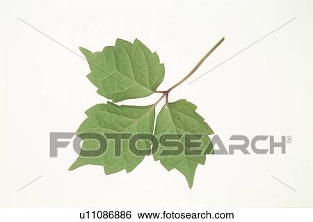 Leaf View Large Photo Image Stock Photograph - Leaf. Fotosearch