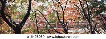 Stock Photo - Maple And The Stream. Fotosearch