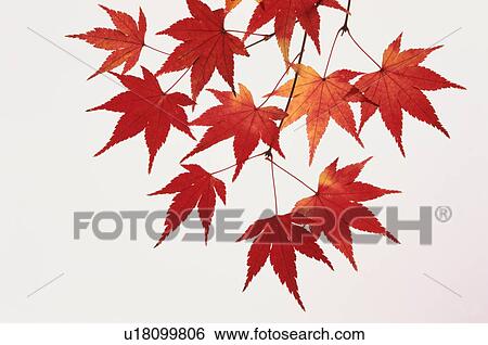 Stock Photograph - Maple Branch. Fotosearch