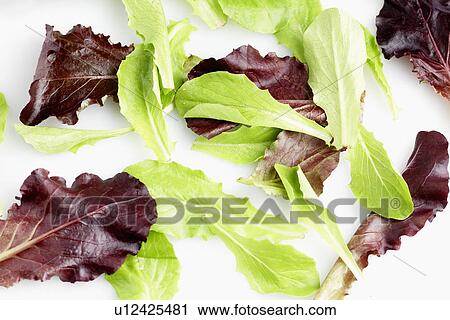 Mesculan mix salad (close-up, full frame) View Large Photo Image Stock Image - Mesculan mix salad (close-up, full frame). Fotosearch