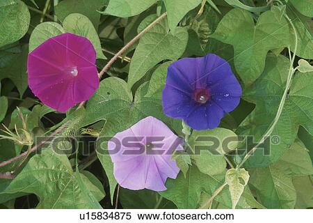Stock Photography - Morning Glory. Fotosearch