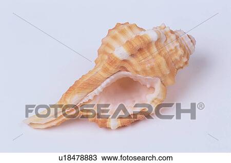 Orange Seashell View Large Photo Image Stock Image - Orange Seashell. Fotosearch